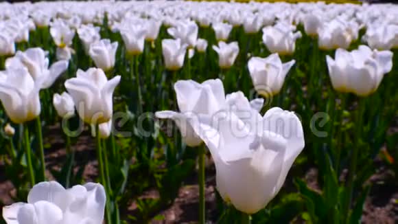 公园里的白色玫瑰视频的预览图