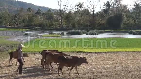 野牛牧羊人在稻田里视频的预览图