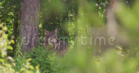 大灰狼在茂密的夏季森林中照顾对手和危险视频的预览图