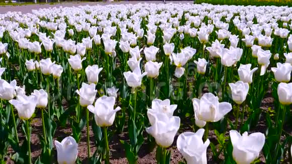 公园里的白色玫瑰视频的预览图