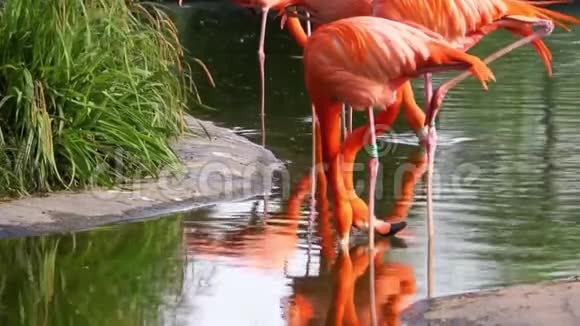 加勒比海火烈鸟站在湖中喝水来自美洲的花鸟视频的预览图