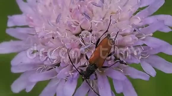 粉红色草甸花上的甲虫收集花蜜视频的预览图