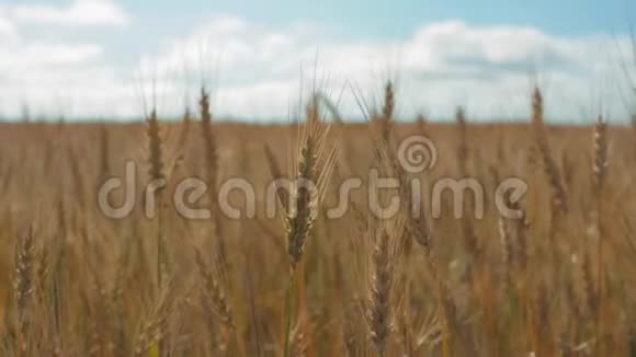在蓝天的映衬下成熟的小麦小麦穗粒摇风谷物收获在夏天成熟视频的预览图