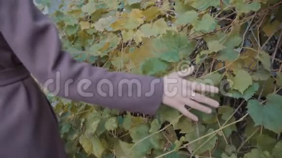 一个穿紫色外套的女孩把手握在野葡萄的叶子上野葡萄生长在城市的街道上视频的预览图