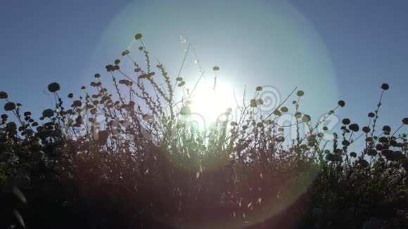 夕阳背景下明亮的热带花朵风吹拂着鲜花背光中明亮的阳光镜头耀斑关闭视频的预览图