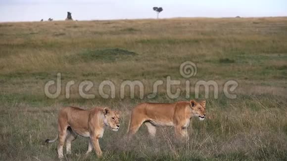 肯尼亚马赛马拉公园的非洲狮子潘蒂拉狮子漫步草原的女性视频的预览图