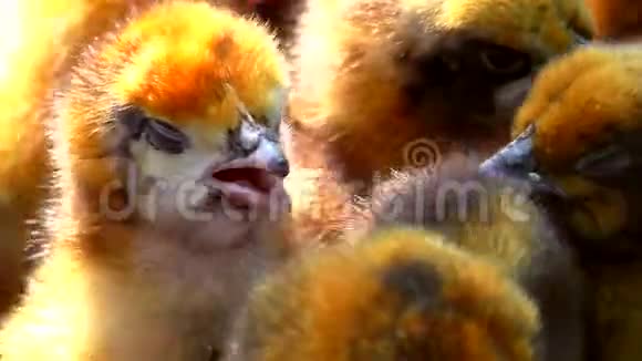 色的桔鸡进行养殖视频的预览图