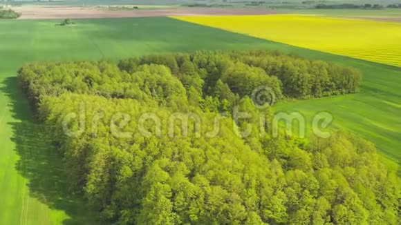 在白俄罗斯的田野间飞过一片小森林视频的预览图