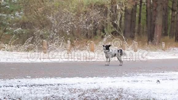 冬天路上的狗视频的预览图