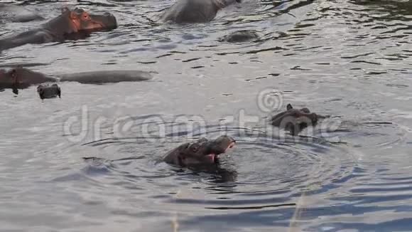 河马河马两栖动物群立在河中雅望肯尼亚马赛马拉公园视频的预览图