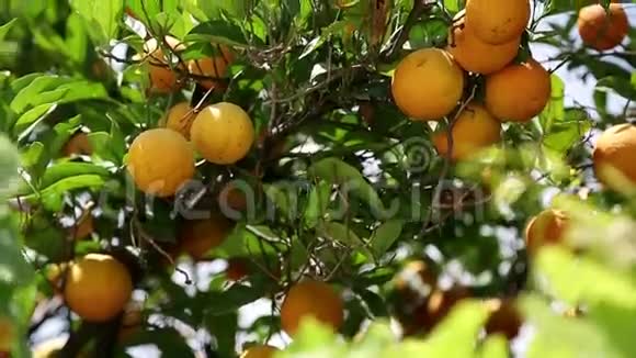 花园里的树上有成熟的橘子视频的预览图