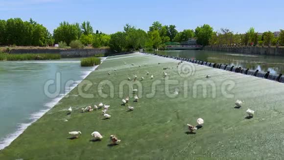 塔霍河穿过阿兰朱兹镇时的两张照片一些鸽子和鸭子正在降温视频的预览图