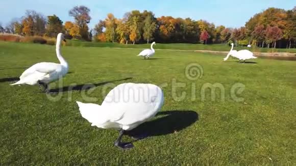 绿色草地上的白色天鹅视频的预览图