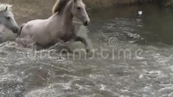 卡马格马赫德渡过一条河法国南部卡马格的圣特斯玛丽德拉梅尔视频的预览图