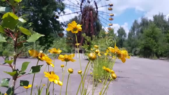 在游乐园里放野花和蜜蜂视频的预览图