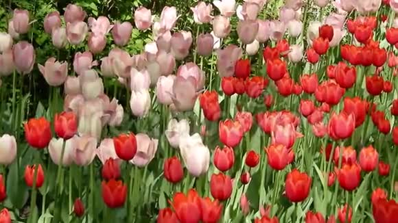 五颜六色的田野上有红色粉红色和白色的郁金香一年一度的郁金香节开出美丽的花朵视频的预览图