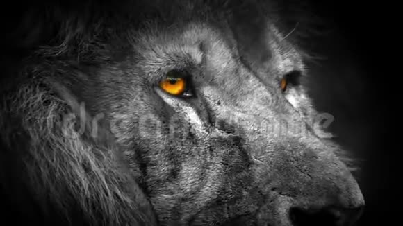狮子的橙色眼睛抽象视频的预览图