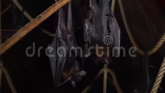 雀鸟飞狐一起悬挂在树枝上的特写镜头来自亚洲的热带蝙蝠脆弱的动物物种视频的预览图