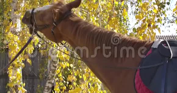 优雅的棕色马有白色的面部标记吃树上的黄叶一幅美丽的动物画像视频的预览图