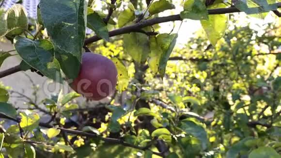 在阳光明媚的夏日里苹果树和红苹果紧紧相连视频的预览图