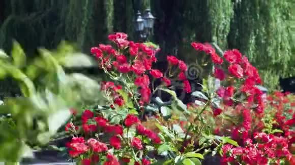 红玫瑰在风中的老城市公园由电影镜头拍摄视频的预览图