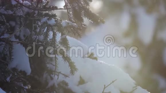 雪松枝在阳光下冬天的森林自然明亮的对光视频的预览图