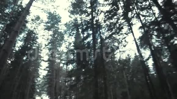 森林PonaramicView视频的预览图