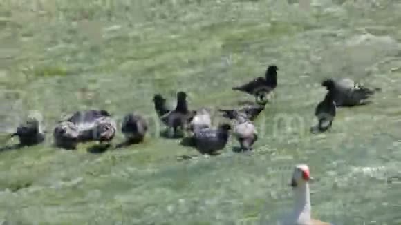 鸽子和鸭子在水中冷却一天热两个镜头视频的预览图