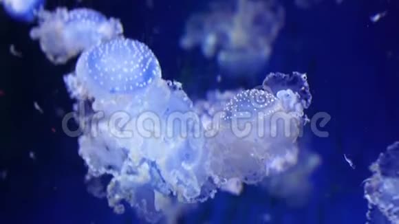 漂浮的钟形水母群从印度洋到太平洋的热带真水母视频的预览图