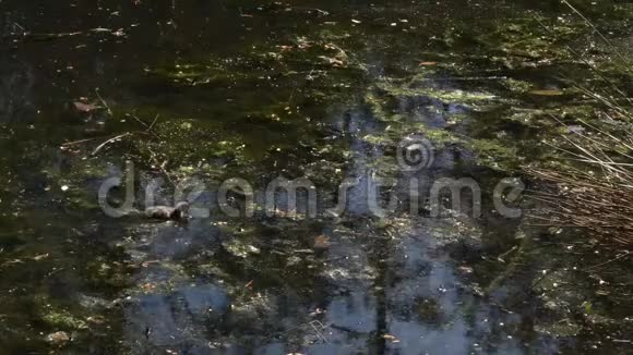 小鸭子在池塘游泳和吃杂草视频的预览图