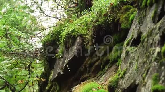 石崖上覆盖着潮湿的苔藓从利琴落下的水滴森林的年龄和水分视频的预览图