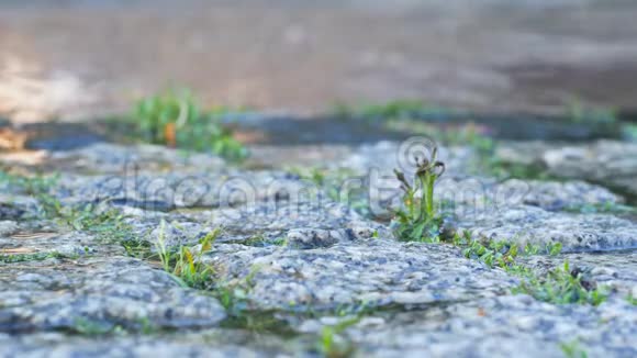 快关门潮湿的鹅卵石在城市和草地之间的石头夏季雨视频的预览图