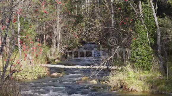 秋天的森林小溪被树木包围着视频的预览图