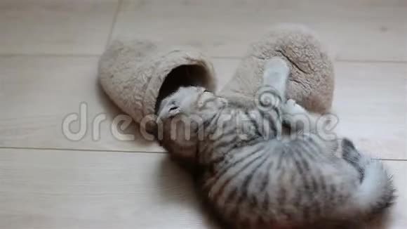 小灰猫在地板上玩拖鞋视频的预览图
