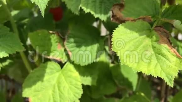 成熟的红树莓灌木特写夏天花园里的树莓灌木视频的预览图