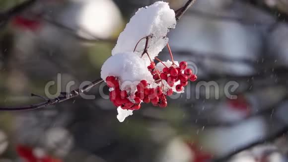第一场雪覆盖着红团的罗旺视频的预览图