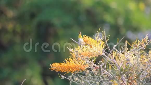 东方白眼鸟栖息在黄灰色的花树上在春天采蜜视频的预览图