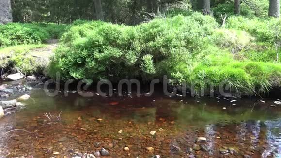 夏季小溪流在晴朗的天气倾斜在美丽的山脉哈兹森林景观地区奥德特耶希视频的预览图