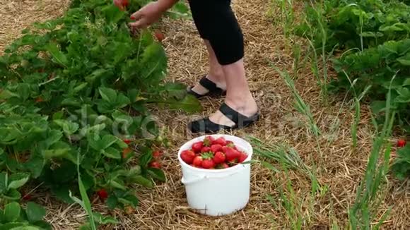 戴红帽子的女人小心翼翼地从活的草莓植物中挑选和采摘新鲜草莓视频的预览图