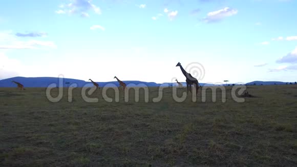 非洲热带草原上的长颈鹿群视频的预览图