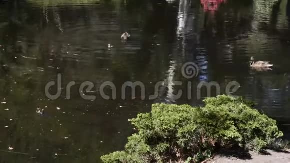 鸭子在池塘边游来游去把头埋进去视频的预览图
