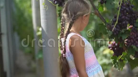 吃葡萄的小女孩视频的预览图