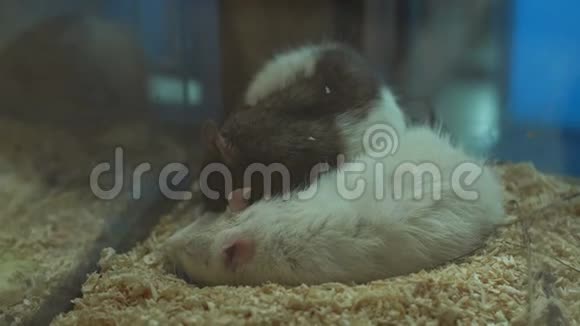 特写白大鼠和灰大鼠睡在笼子里分辨率高视频的预览图