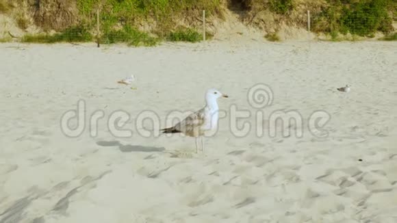 在沙滩上行走的巨大海鸥视频的预览图