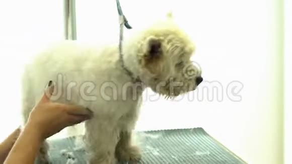 宠物理发店用电动剪刀剪毛的狗视频的预览图