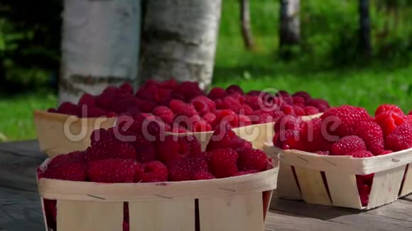 柳条筐中成熟的红覆盆子的全景视频的预览图