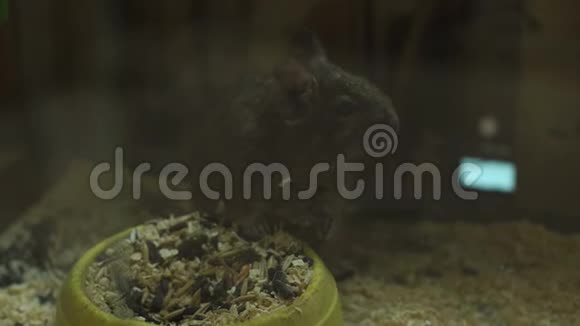 毛茸茸的可爱仓鼠坐在笼子里吃食物宠物高分辨率视频的预览图