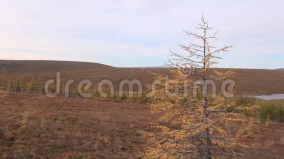 科里马的秋天风吹起落叶松景观在山上山丘视频的预览图