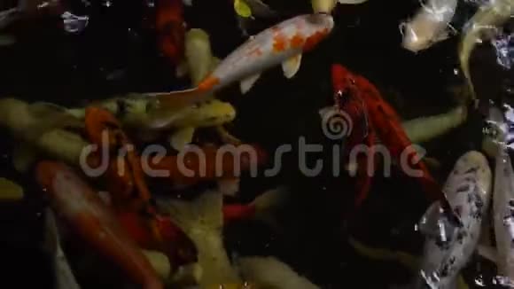 水中的锦鲤鱼视频的预览图