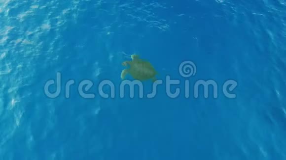 在蓝色海洋中游泳的海龟视频的预览图
